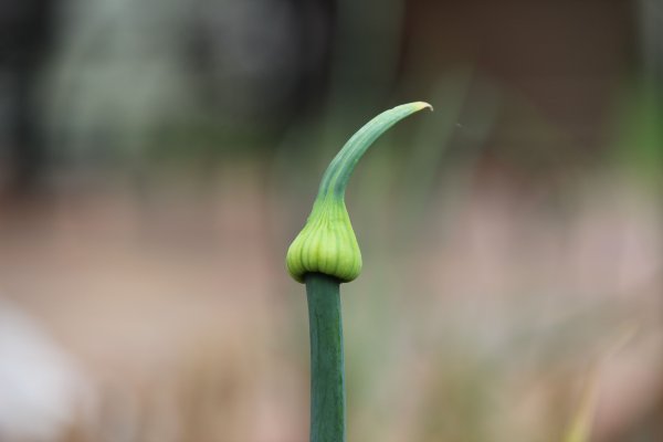 2 krn