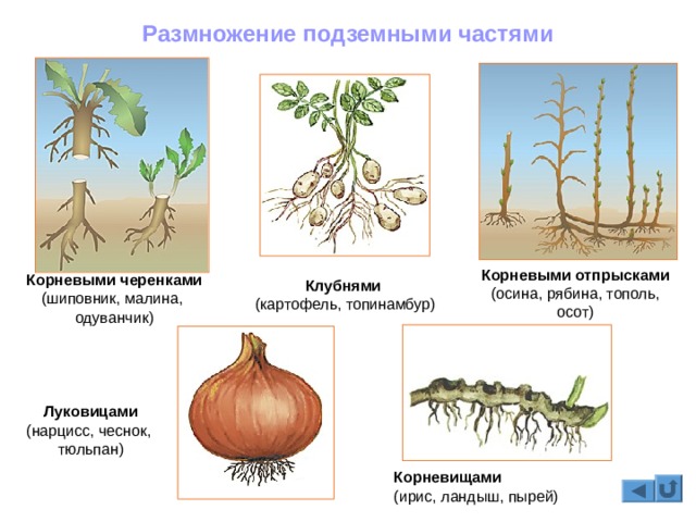 Кракен сайт kr2web in